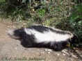 /album/fotogaleria-fotos/fauna-de-la-parroquia-zorrillo-conepatus-semistriatus-jpg/